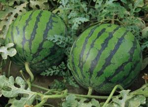 天涯爆料泰国西瓜视频,天涯爆料背后的真相与争议